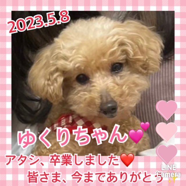 ★ゆくり★2023,4,24ー2023,5,8【保護犬カフェ天神橋店】